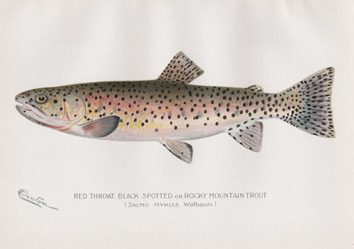 Red Throat Black Spotted Rocky Mountain Trout by Denton